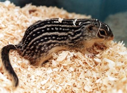 13 lined Squirrel sitting in cage