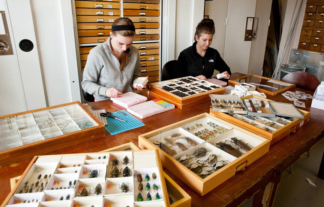 Chris Marshall and students looking at insect samples