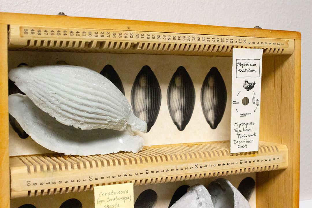 A wooden microscope slide box with a model of a parasite and drawings inside.