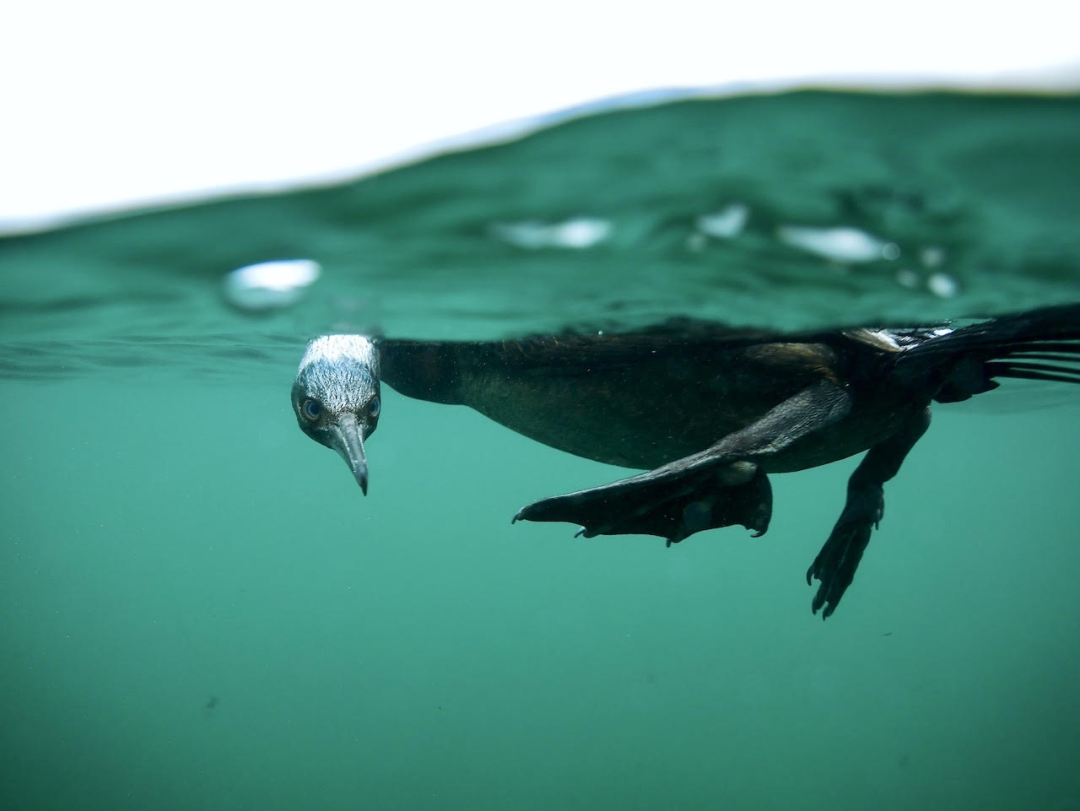 The cormorant that Vagner interacted with