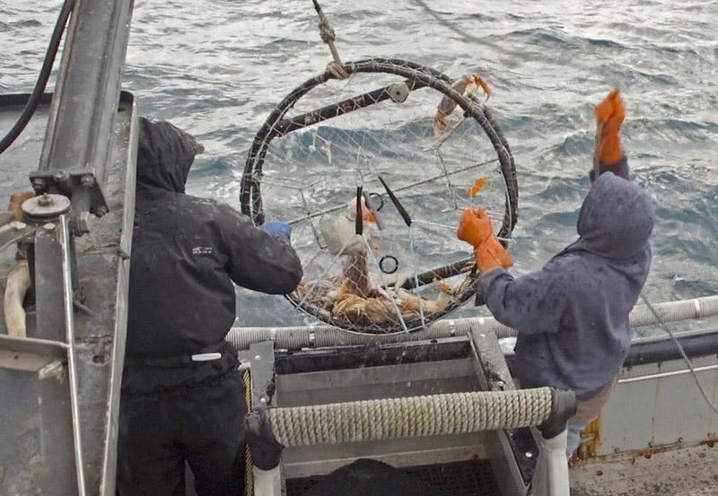 Two people on a fishing boat haul in a crab pot containing Dungeness crabs.
