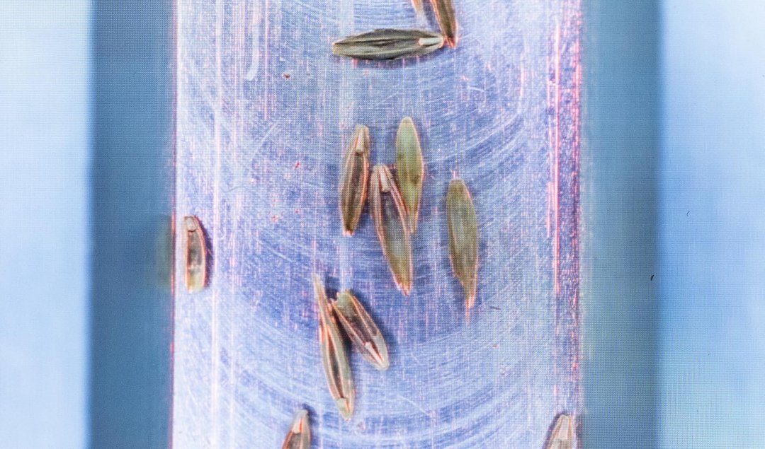 Pictures of seeds use to train AI model.