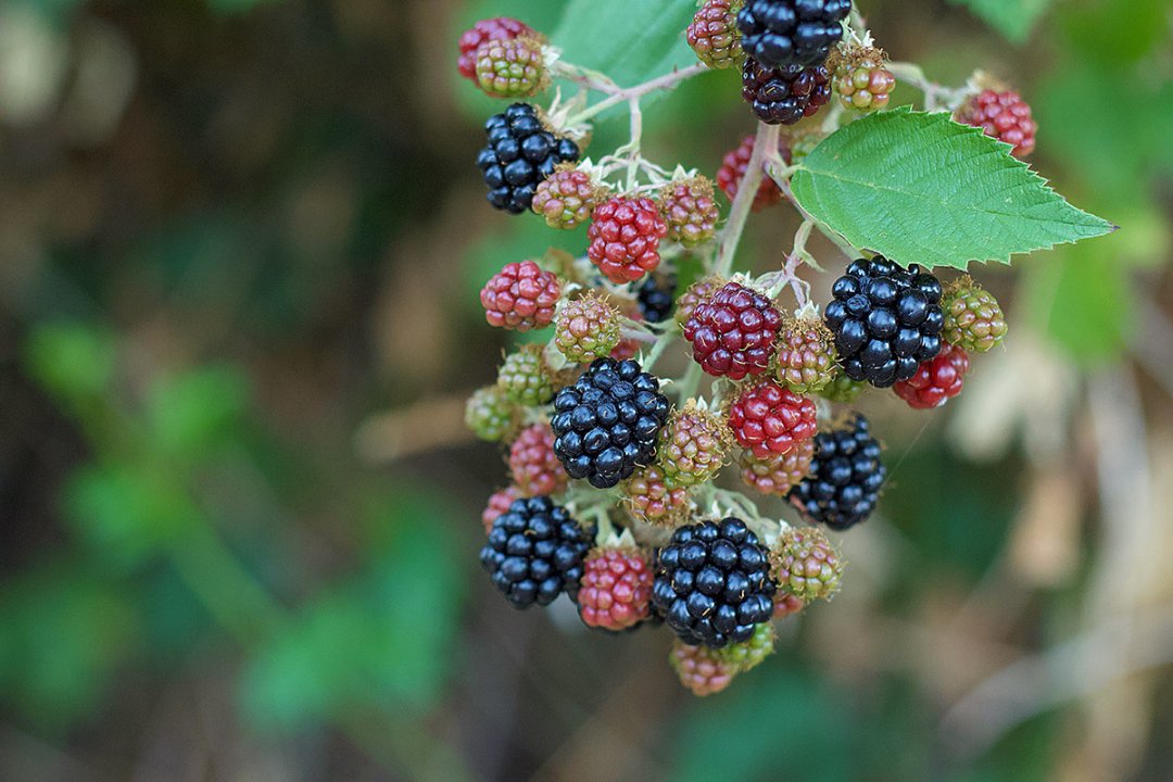 Ripening Oregon blackberries, one of the crops at risk from Spotted wing drosophila
