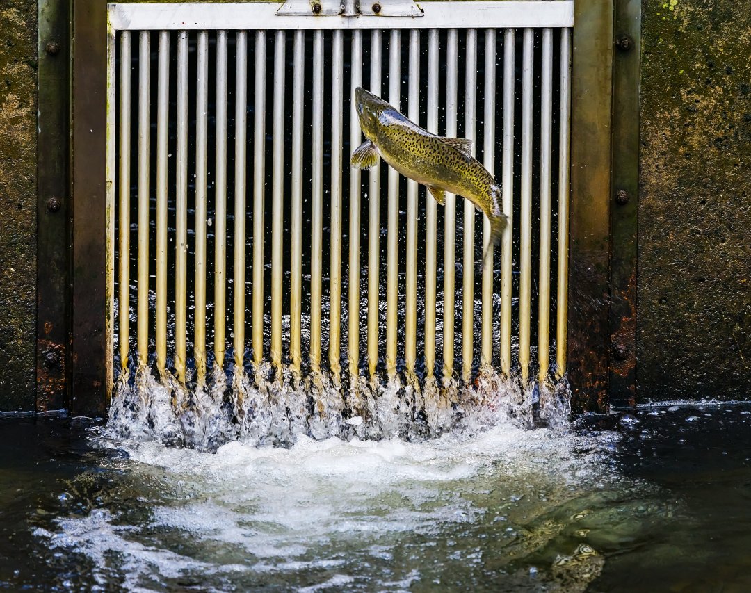 Chinook salmon jumps through a grate.