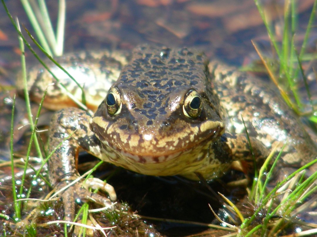 A cascade frog.
