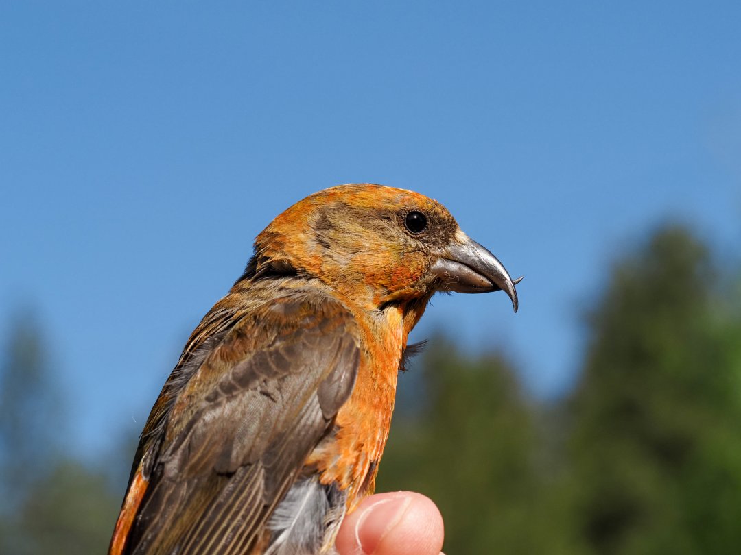 A red crossbill bird in the photo.