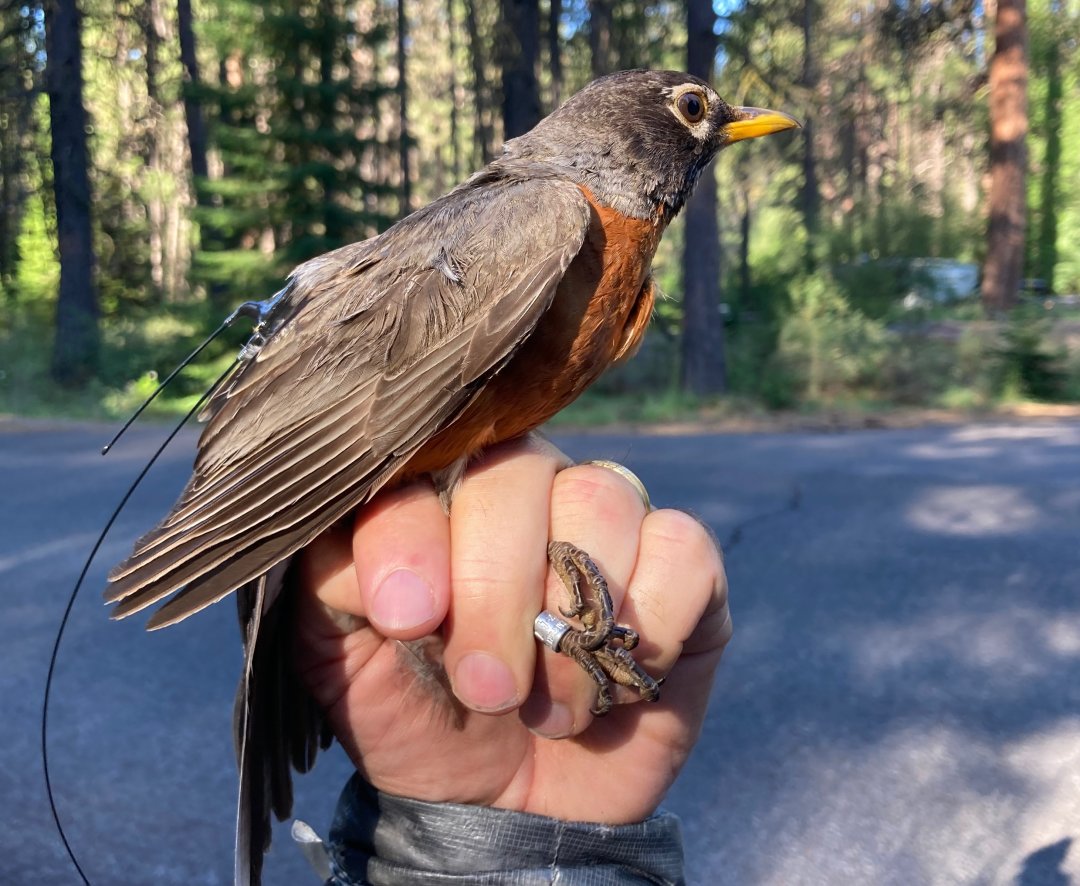 American robin, photo by Alex Jahn