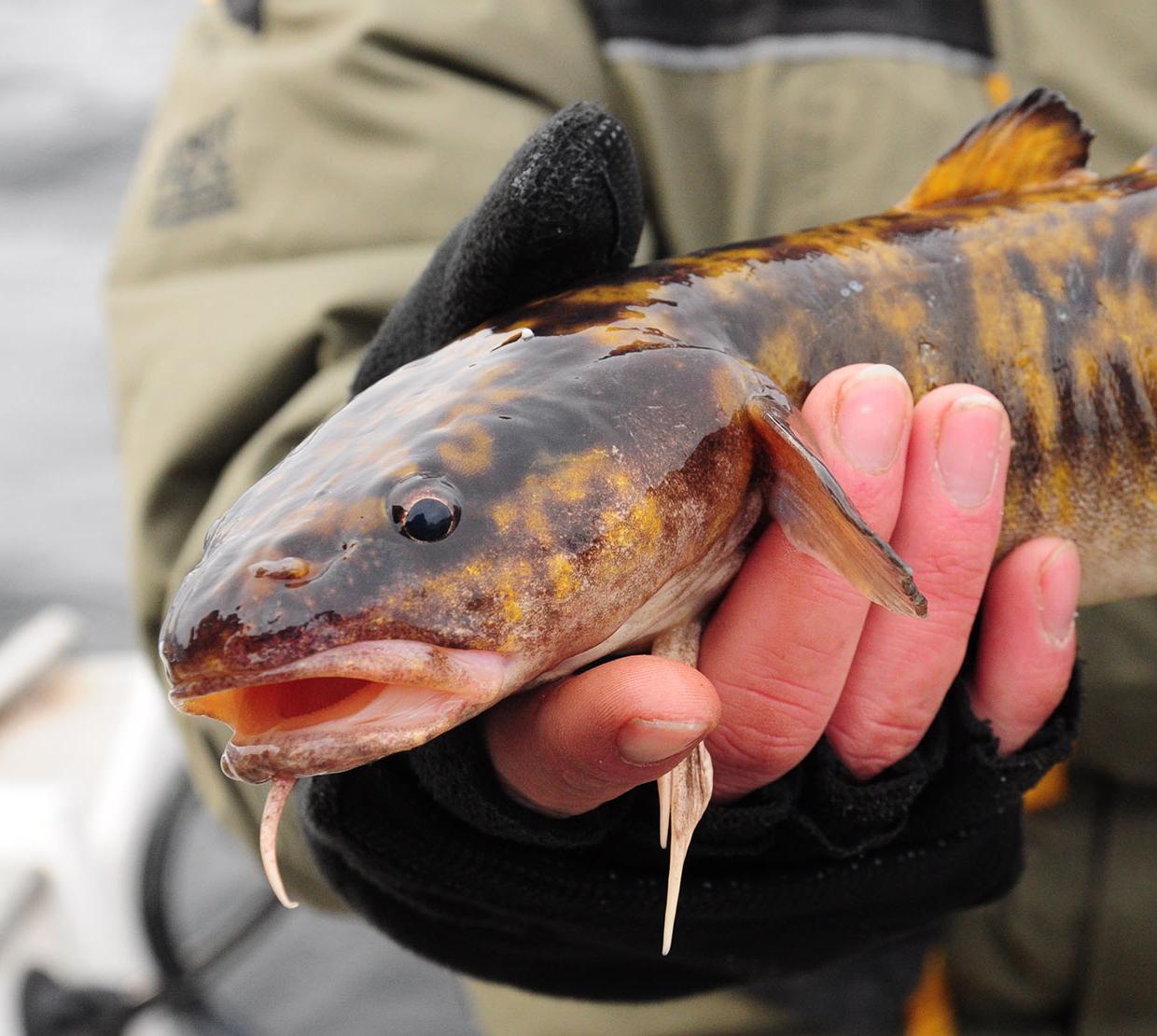 Fish sitting in the hands of fisherman