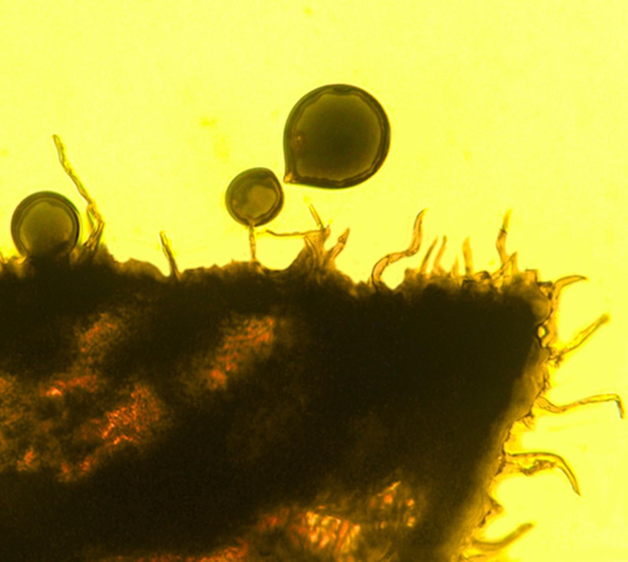 microscopic organism on yellow backdrop