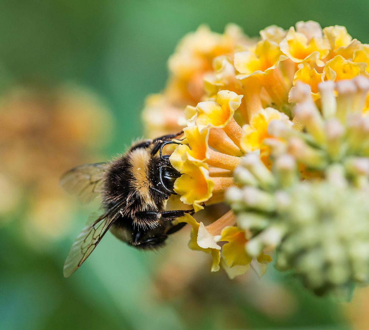 Bee sitting on yellow flower