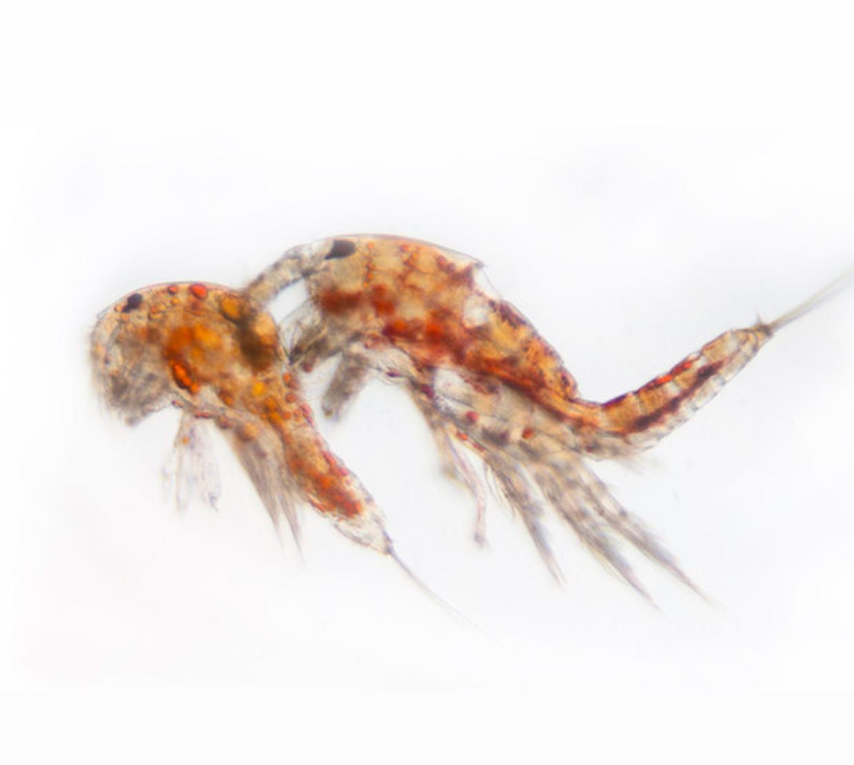 Crustacean in front of white backdrop