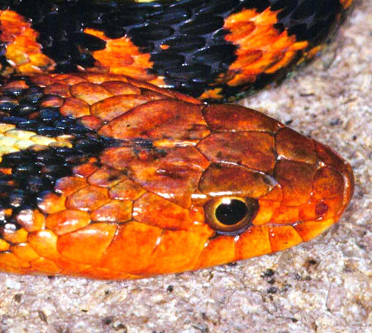 Snake slithering on concrete