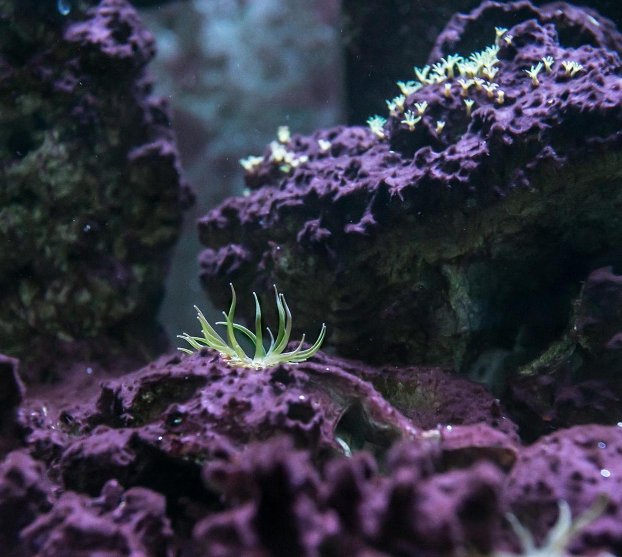 Purple coral at bottom floor of shallow ocean