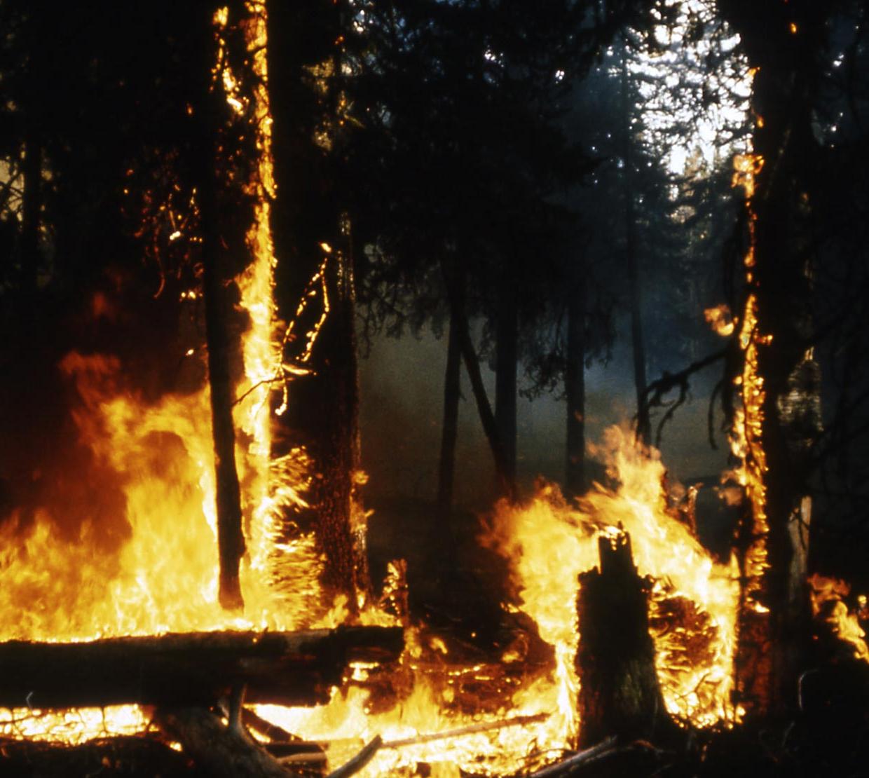 forest fire during the day time