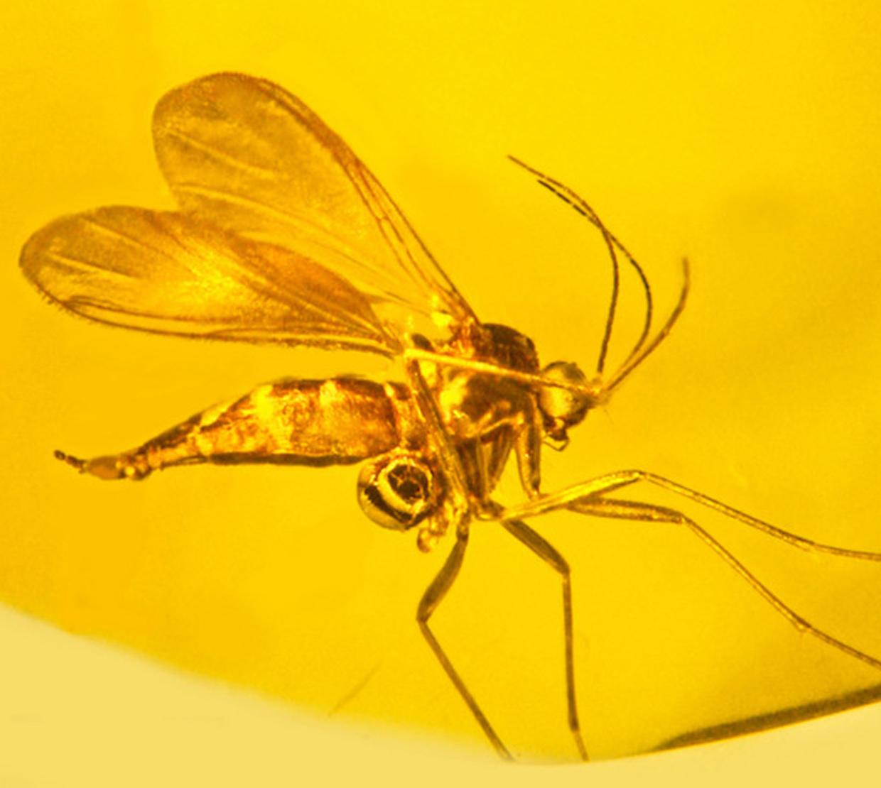 Detailed image of an orchid fossil