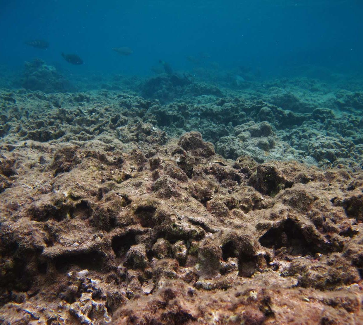 coral at bottom floor of shallow ocean