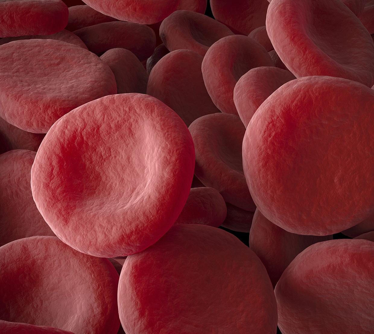 3D model of red blood cells