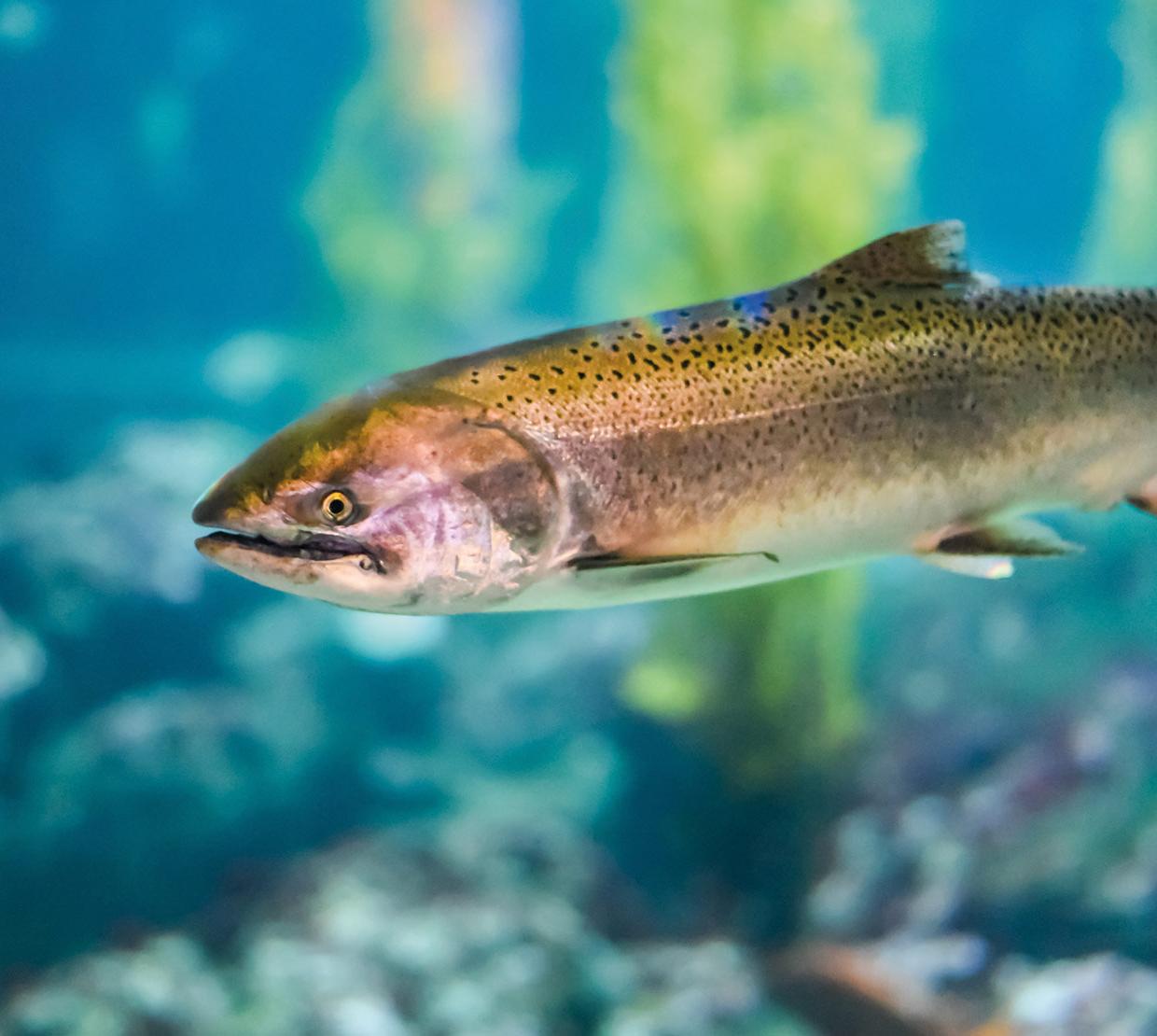 steelhead trout swimming through shallow creek