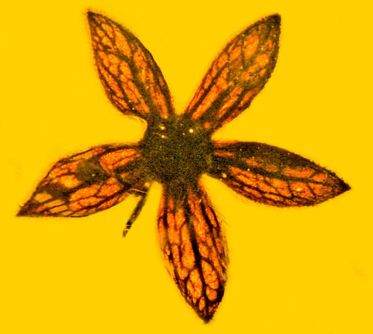 Tropidogyne pentaptera fossilized in amber