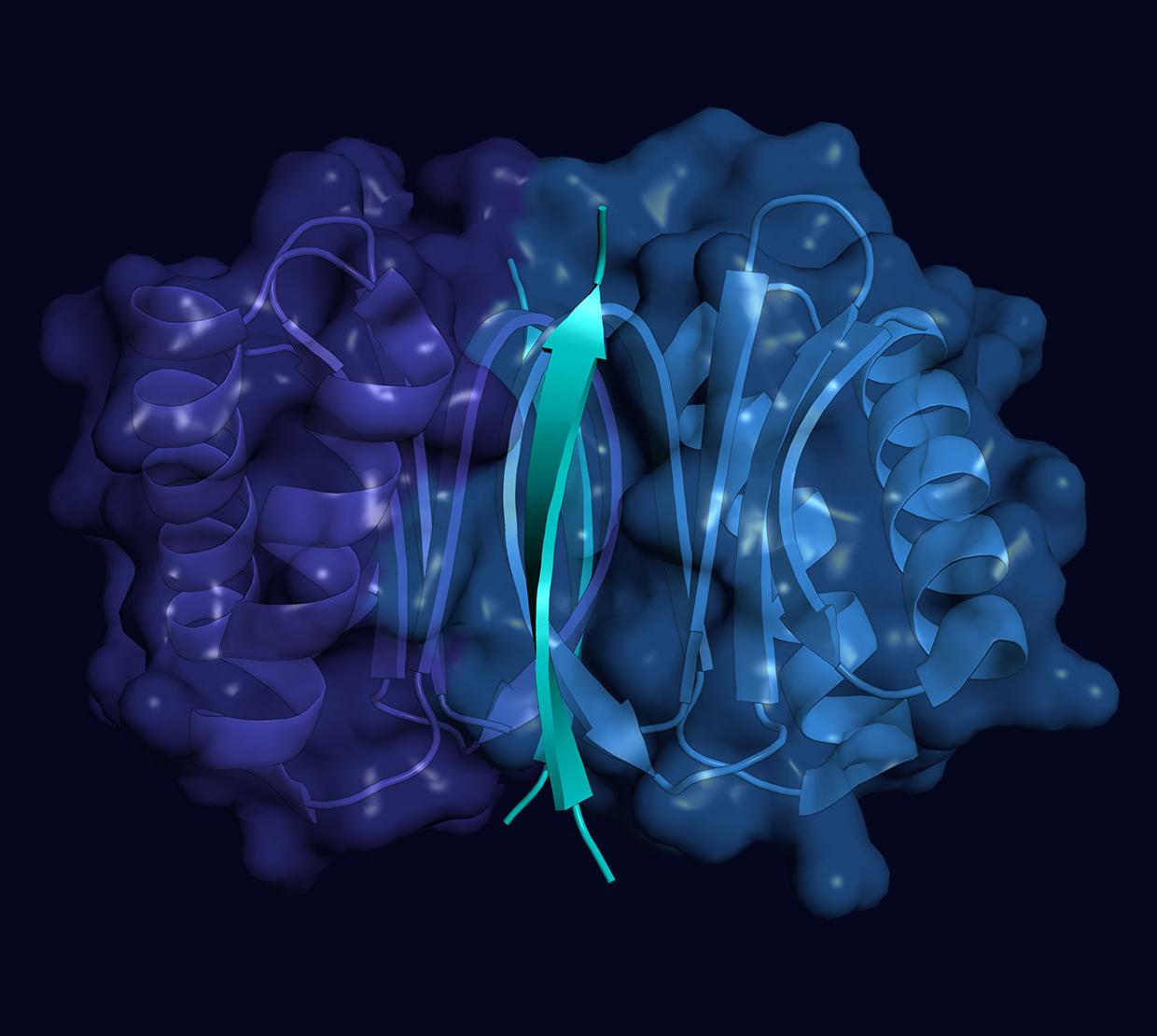 3D model of blue and purple LC8 protein