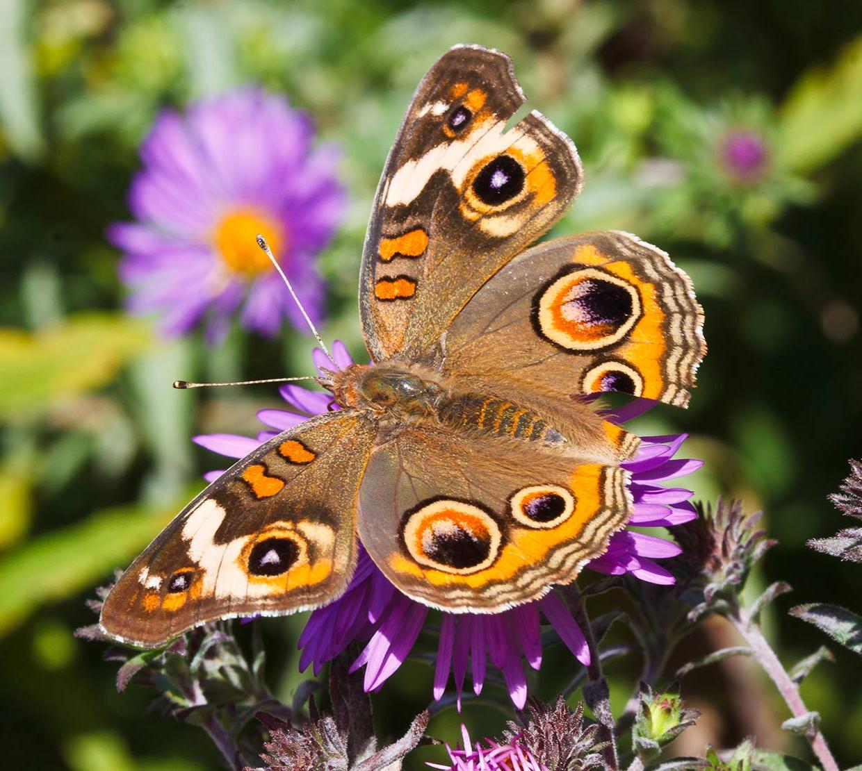Butterfly sitting on purple flower in garden