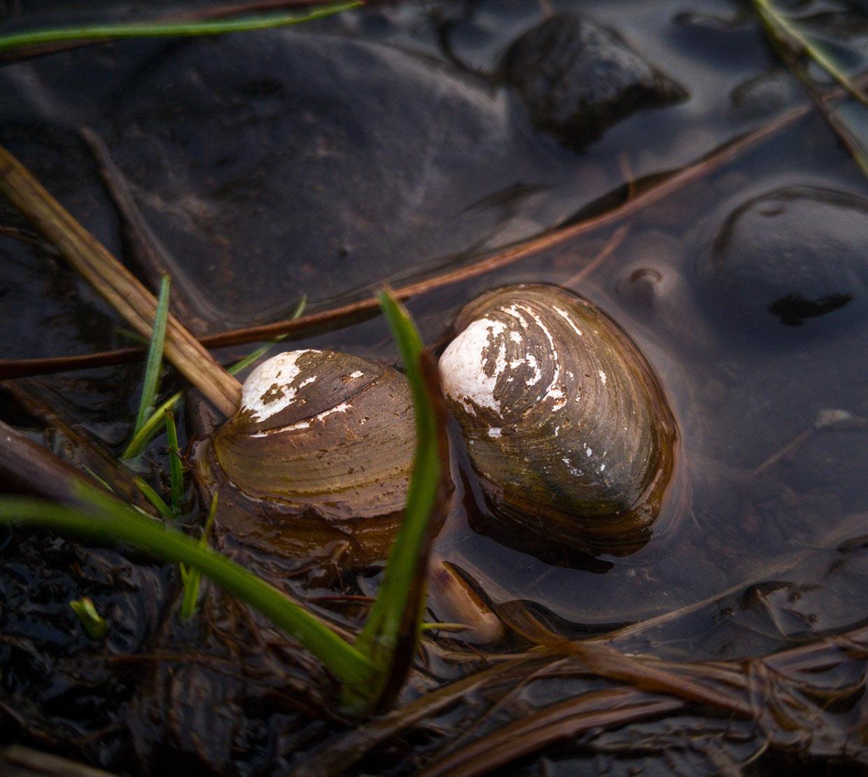 oysters sitting in small creek