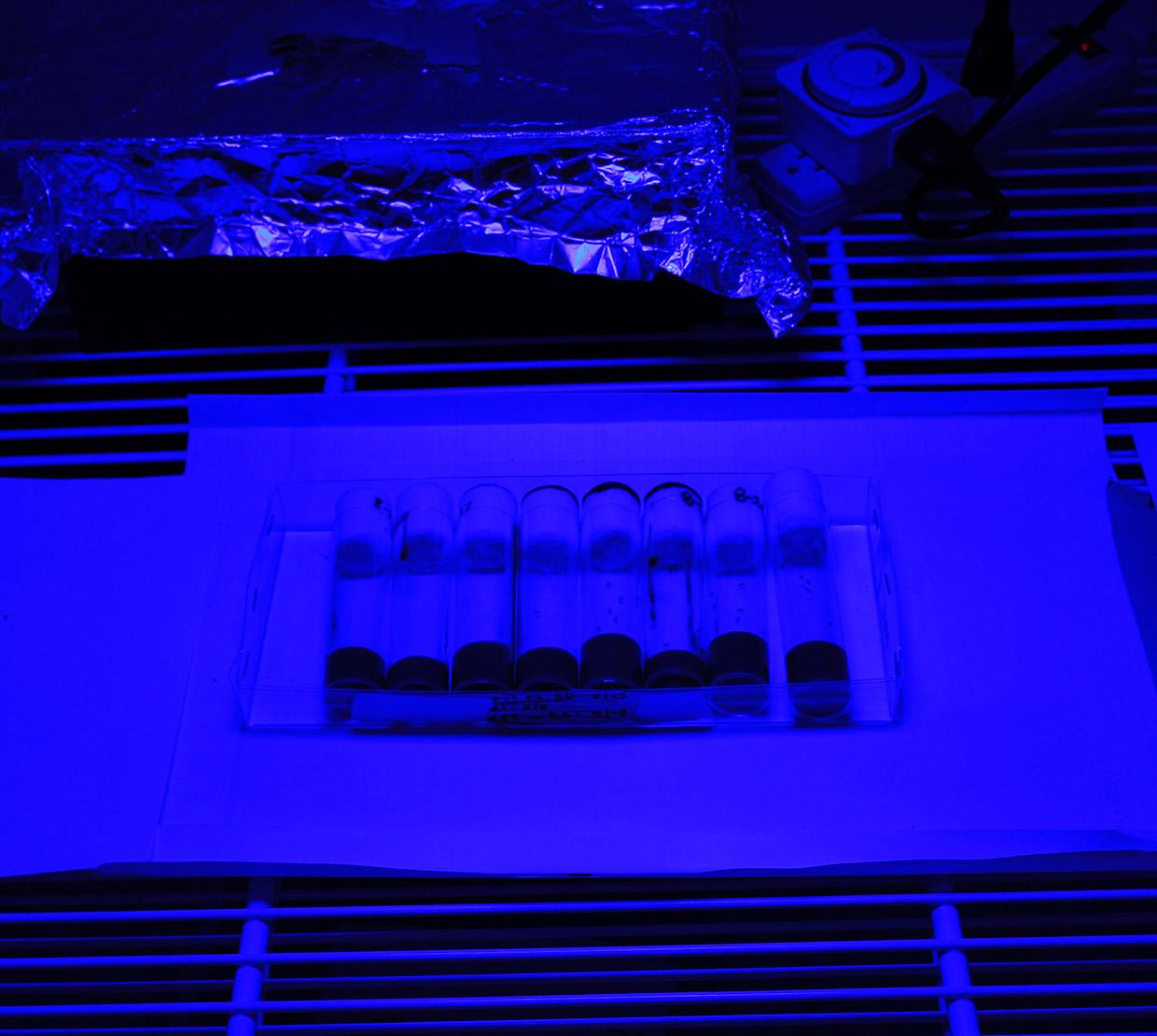 Fruit flies under blue light in lab