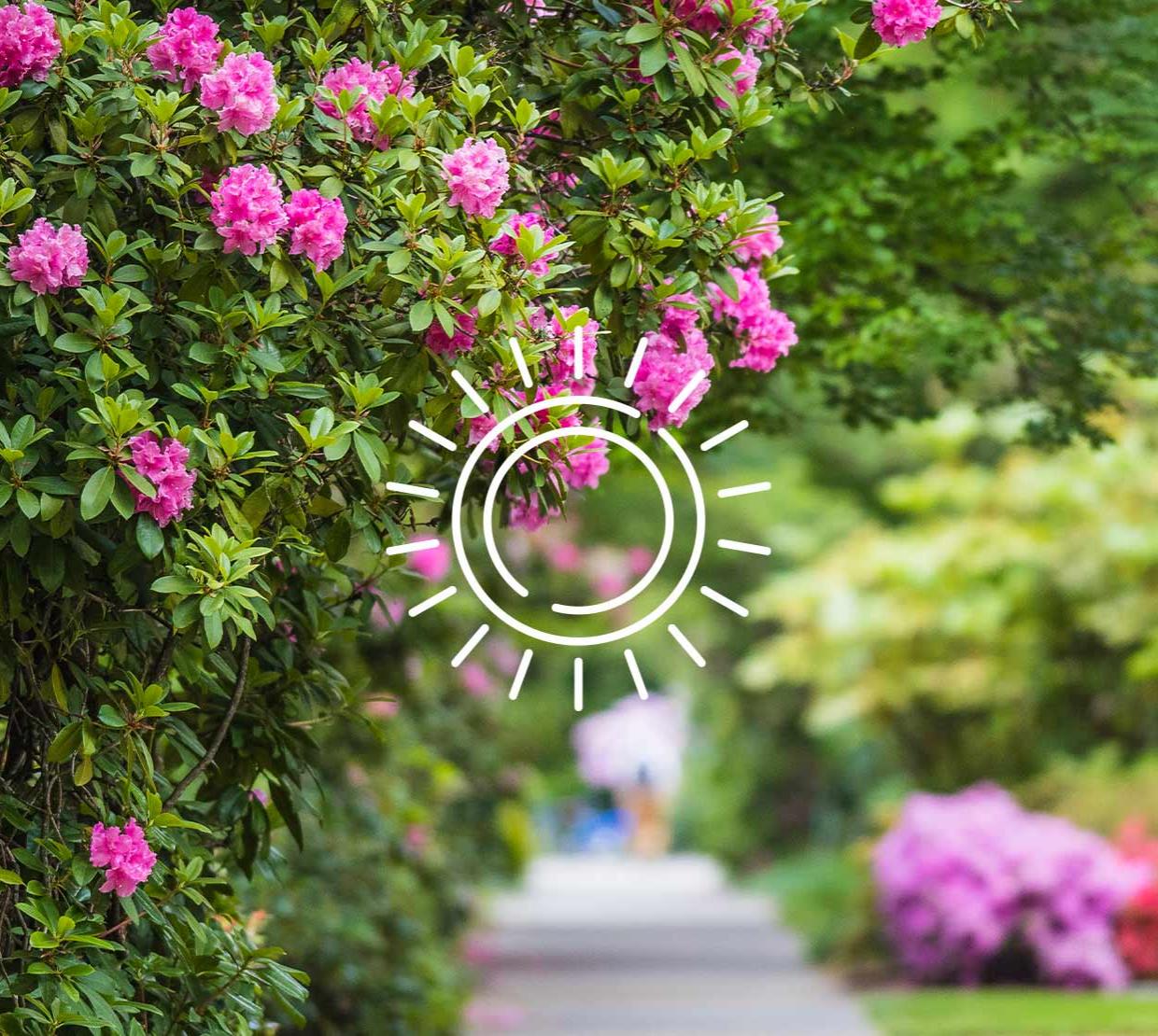 Sun icon above rosebush next to Kidder Hall