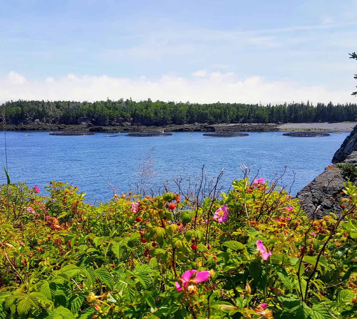 Aquaculture in Maine, courtesy of Costello Lab, UCSB