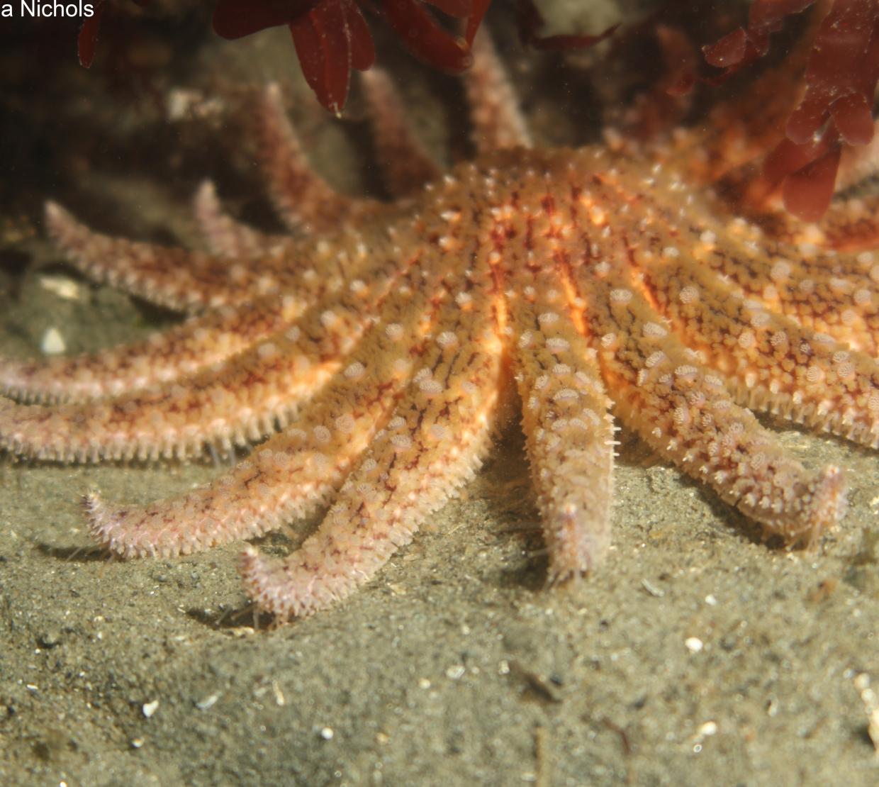 Sunflower sea star