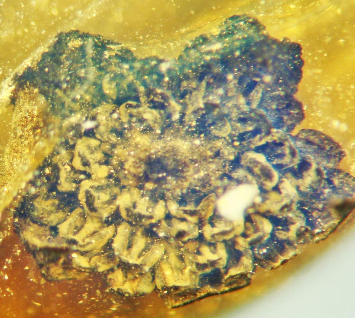 Valviloculus pleristaminis.
