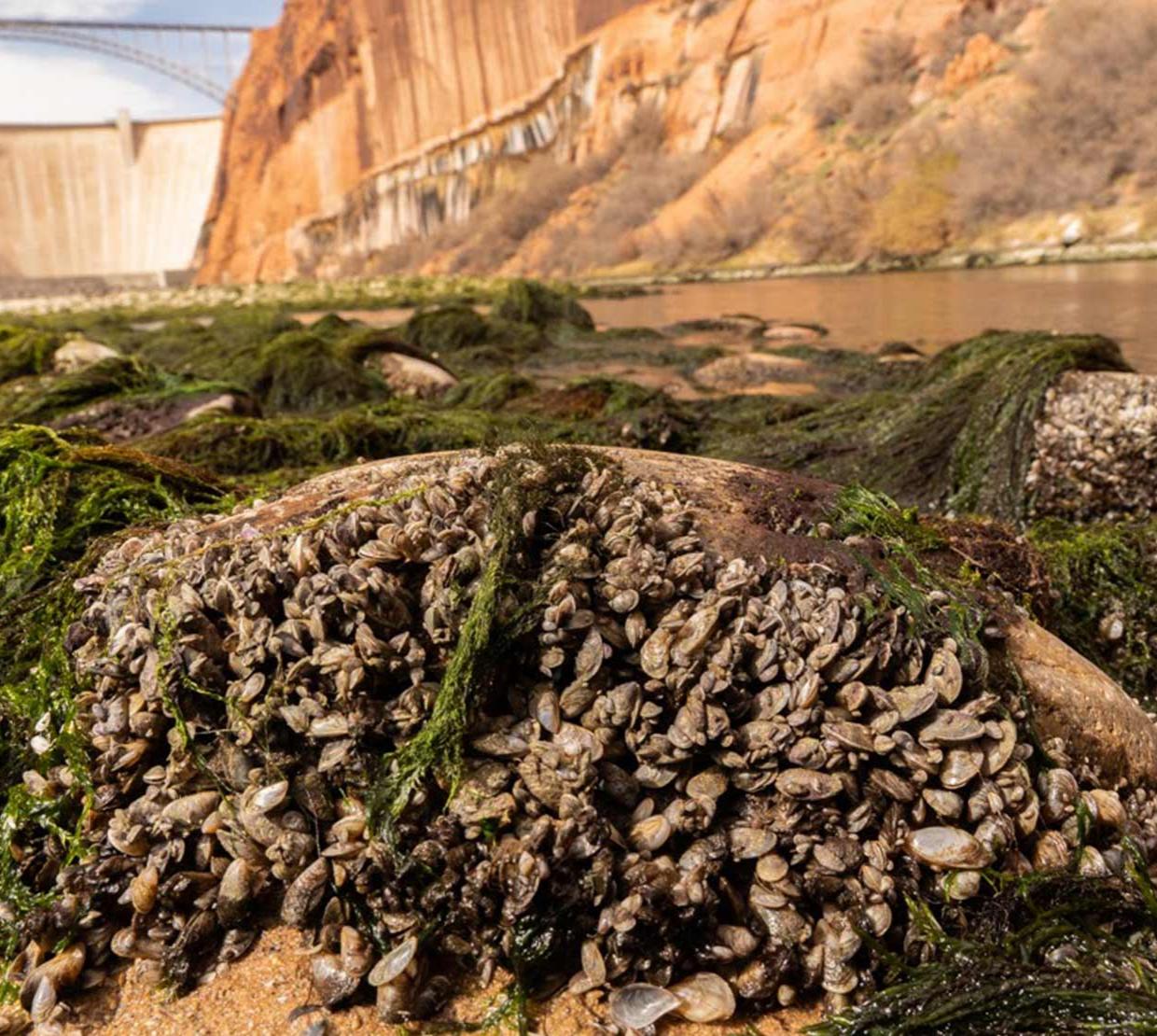 Quagga mussels on rock on bank of Colorado River.