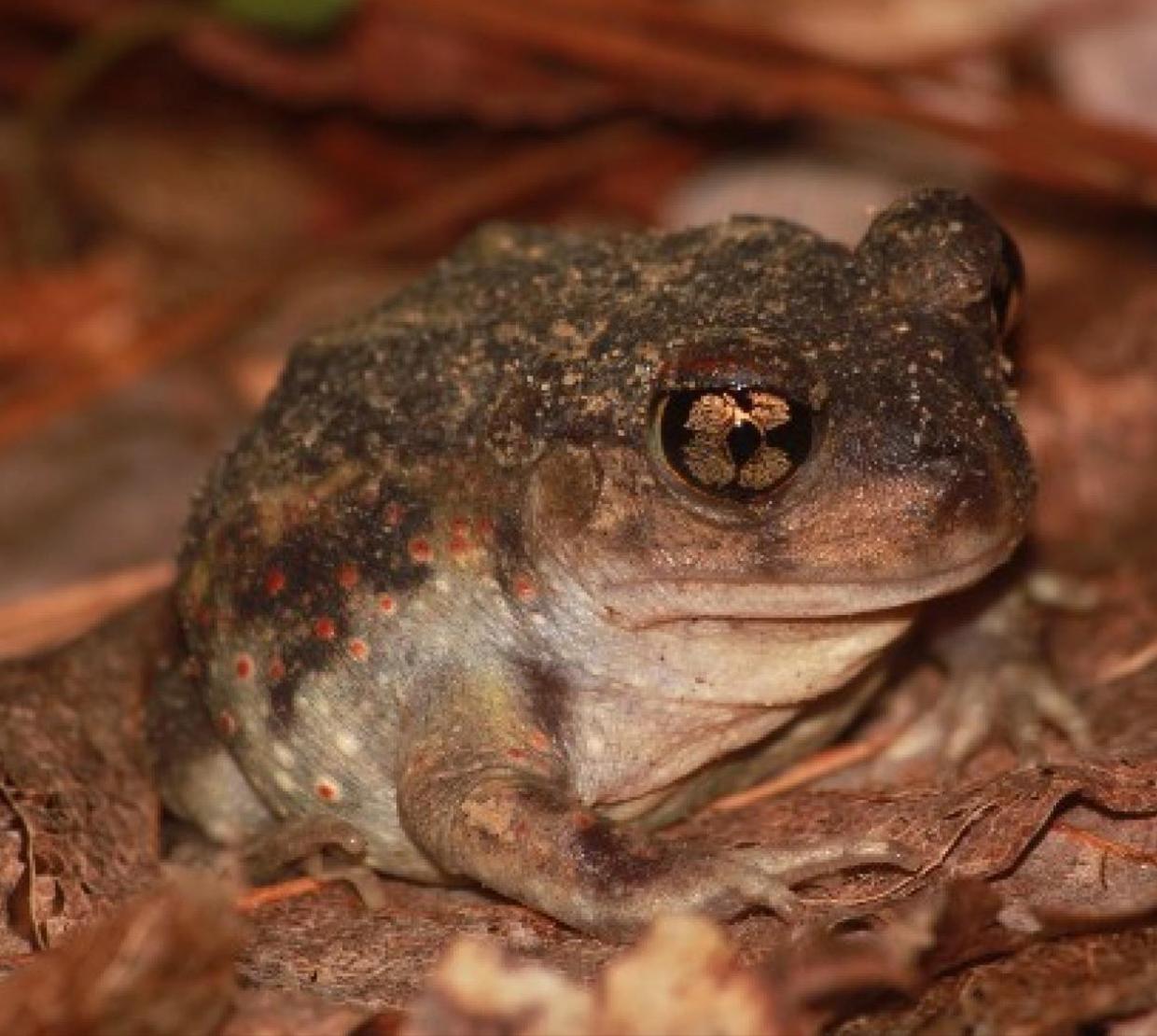 Eastern Spadefoot Toad sitting in leaves.