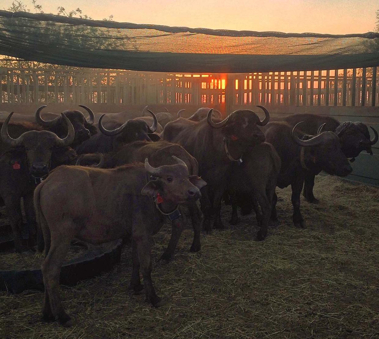 African buffalo heard in corral at sunrise.