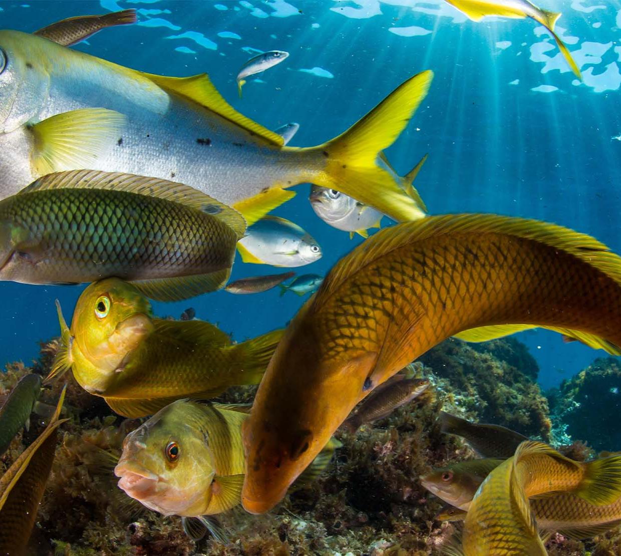 Reef fishes swimming scattered.