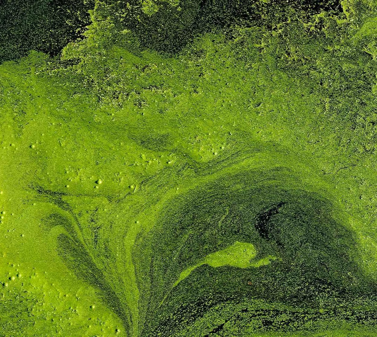 Aerial shot of an algal bloom