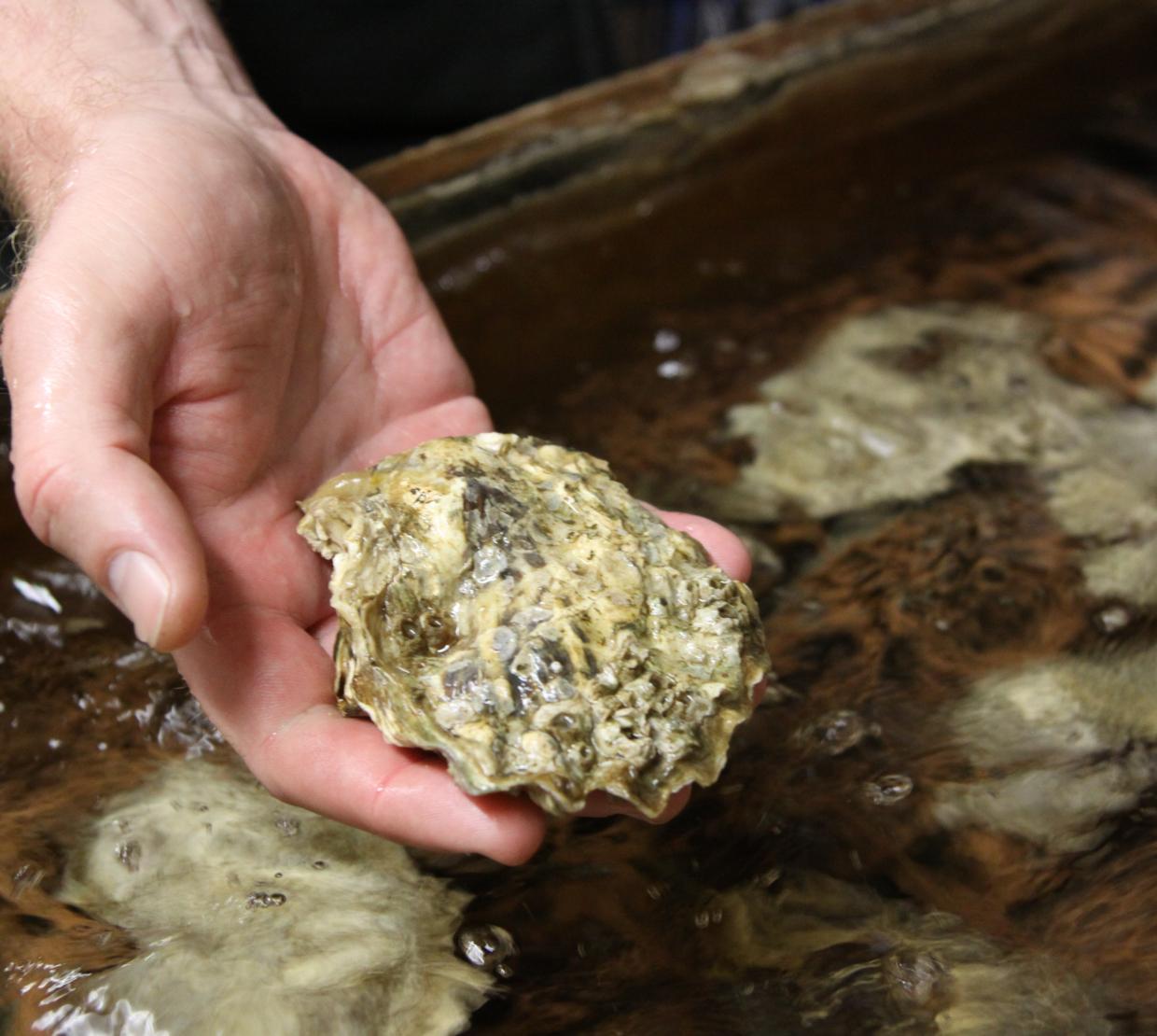 OSU stock image of oyster