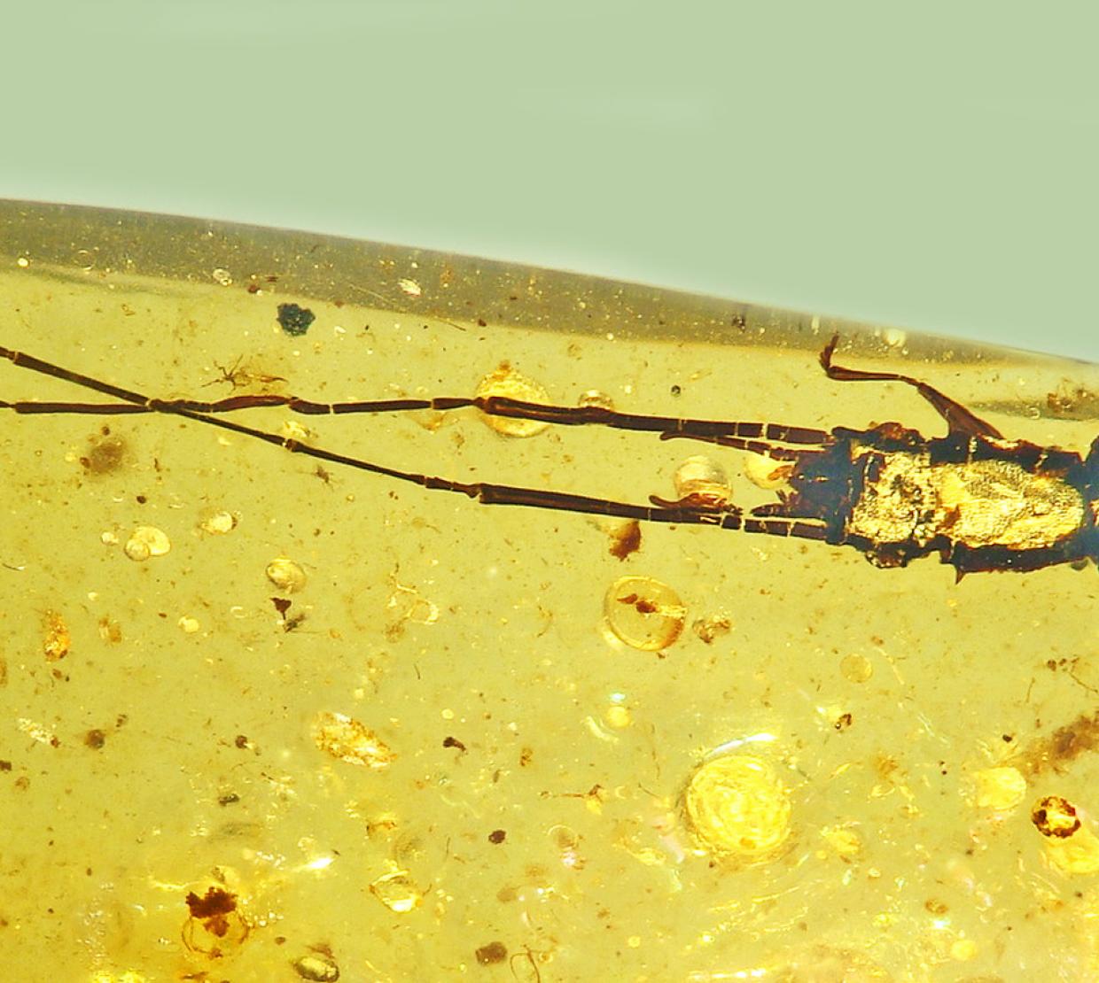 A beetle is encased in yellow amber with antennae over three times its body length growing from its head.