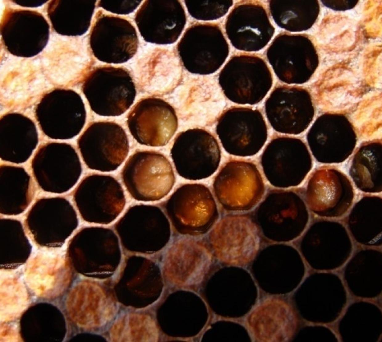 A close-up of the hexagonal pattern of a honeycomb with small larvae inside.