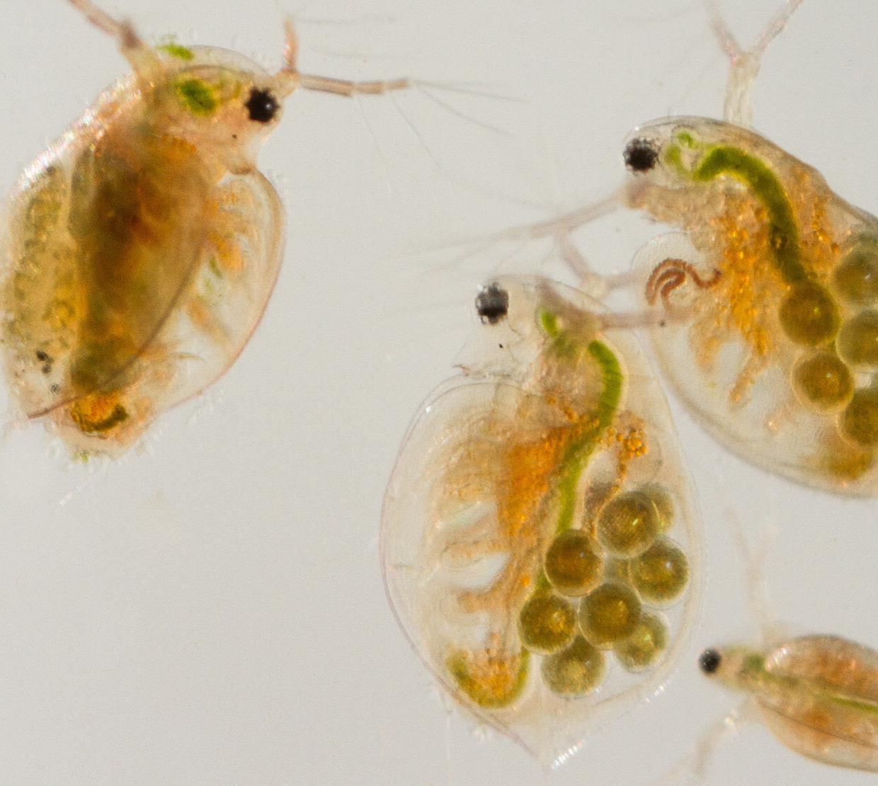 Daphnia crustacean.