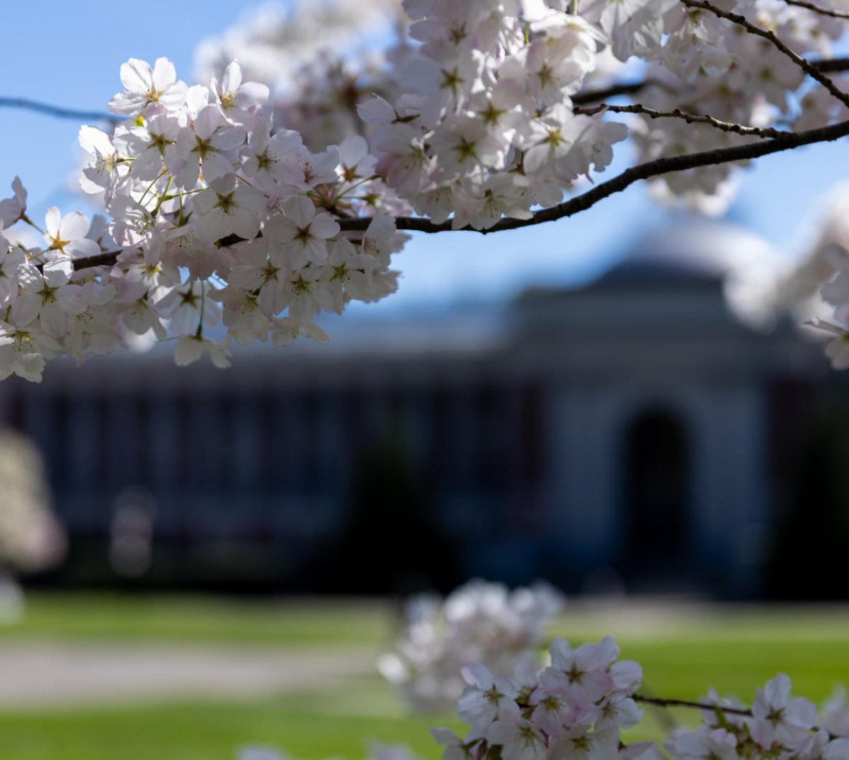 Image of Oregon State University Corvallis campus in spring.