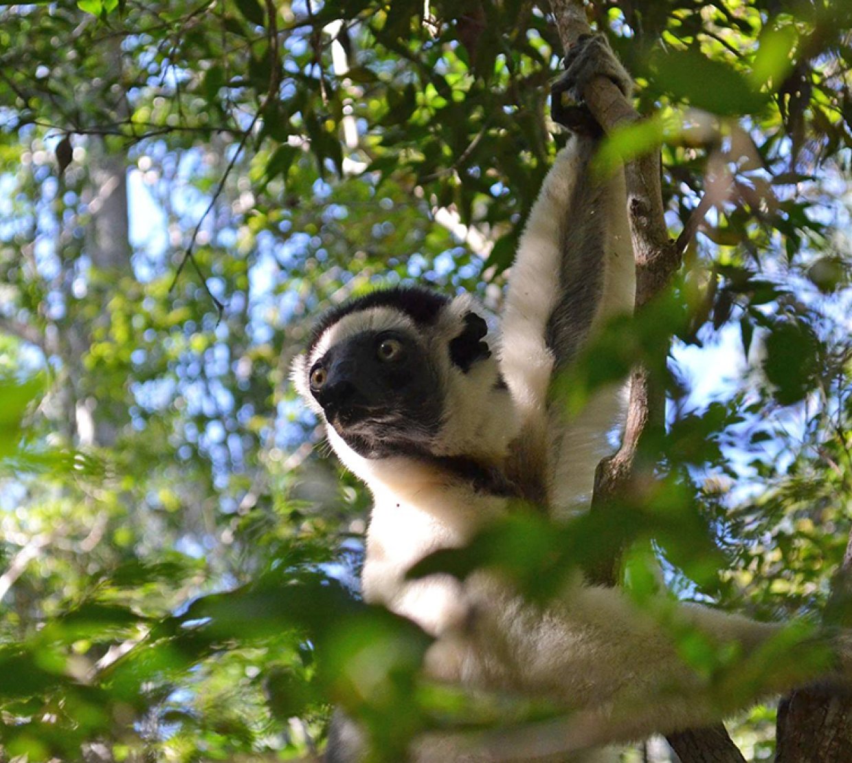 Lemur in a tree