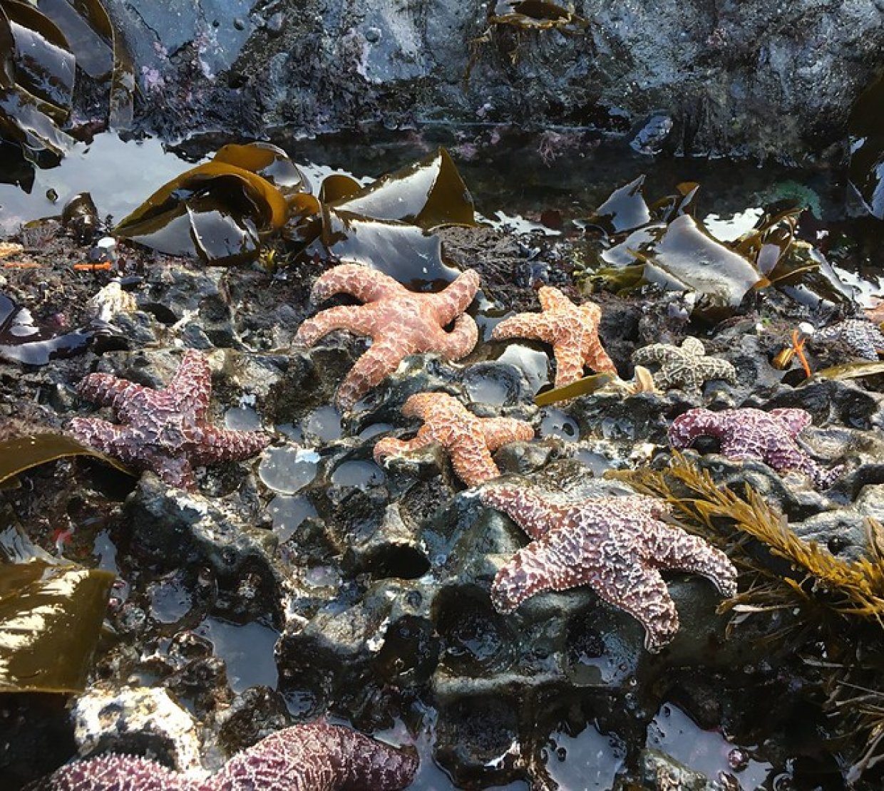 Young adult ochre sea stars