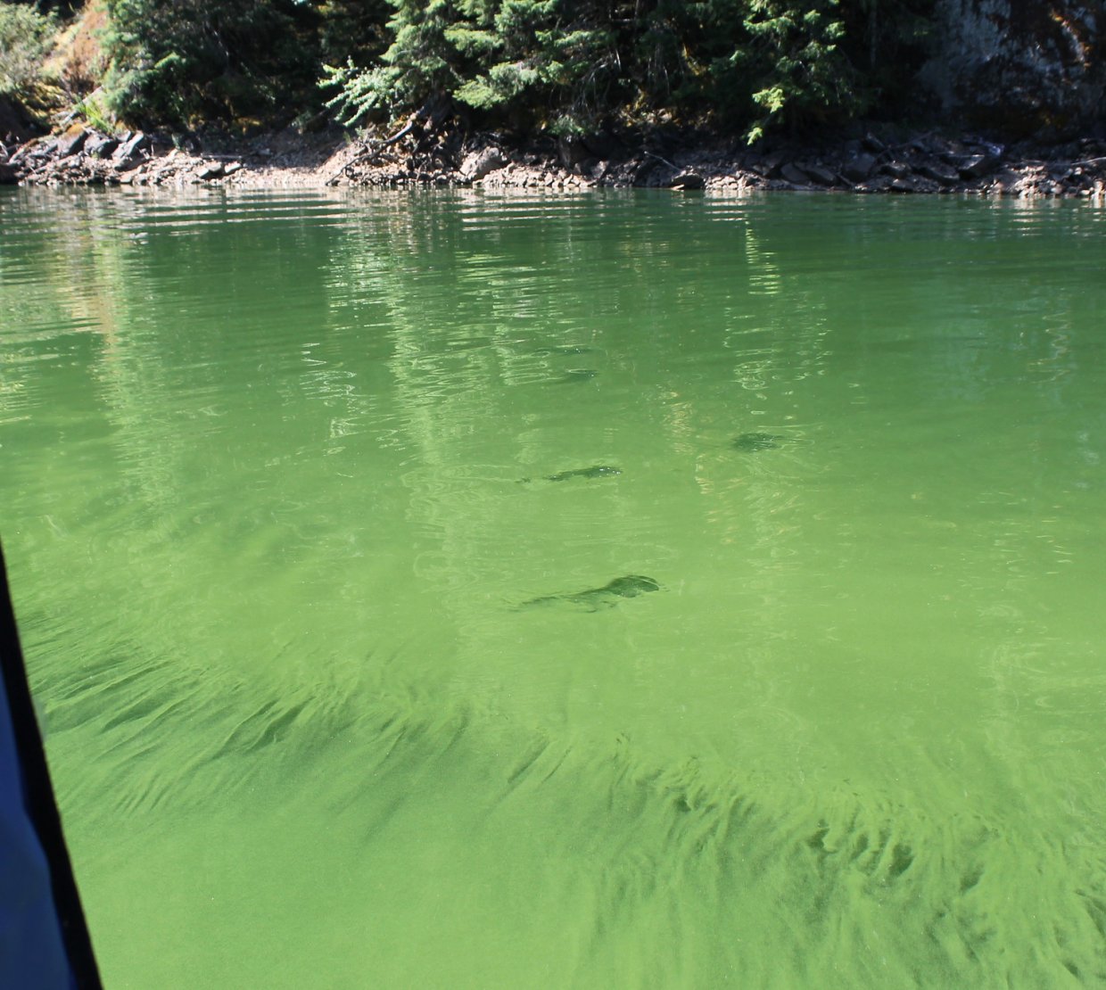 2024 cyanobacterial bloom at Detroit Reservoir, photo by Elijah Welch, city of Salem.