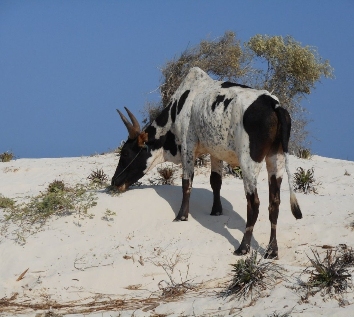 A black and white cow on a white hill.