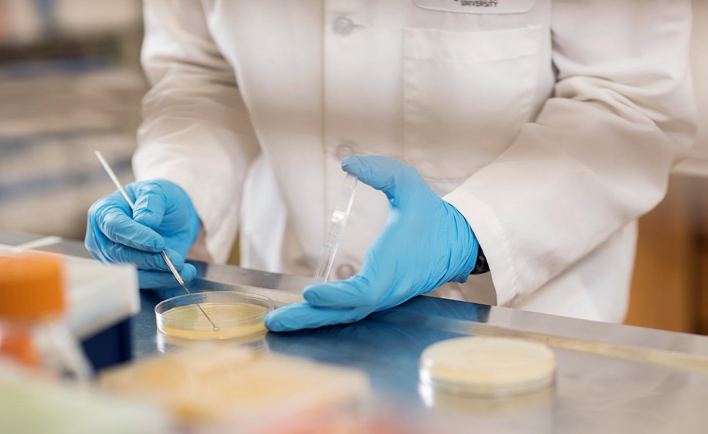 Student working in lab with samples in Petri dish.