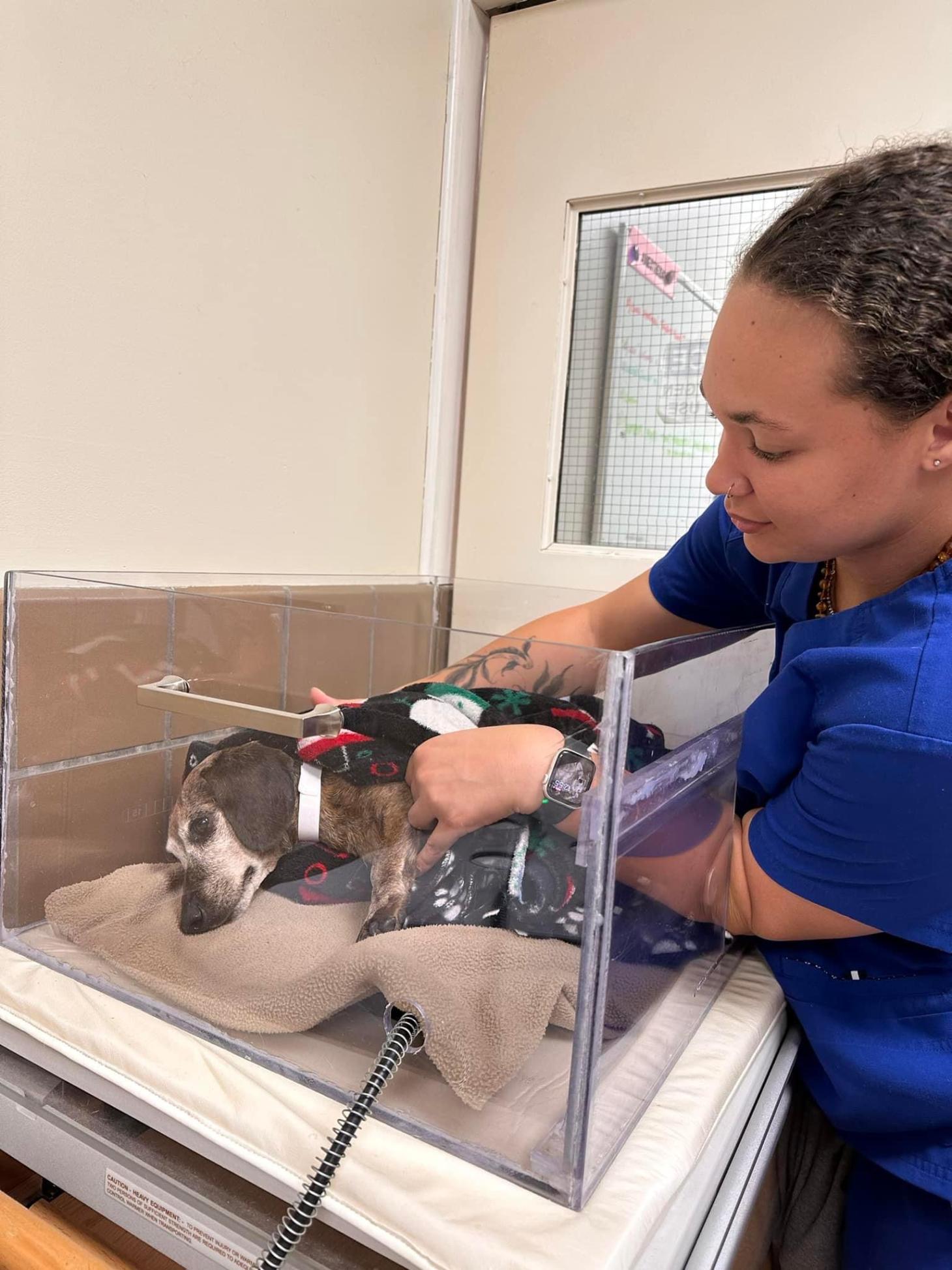 Camrie wears blue scrubs and is seen placing a beagle in an anesthetizing box. 