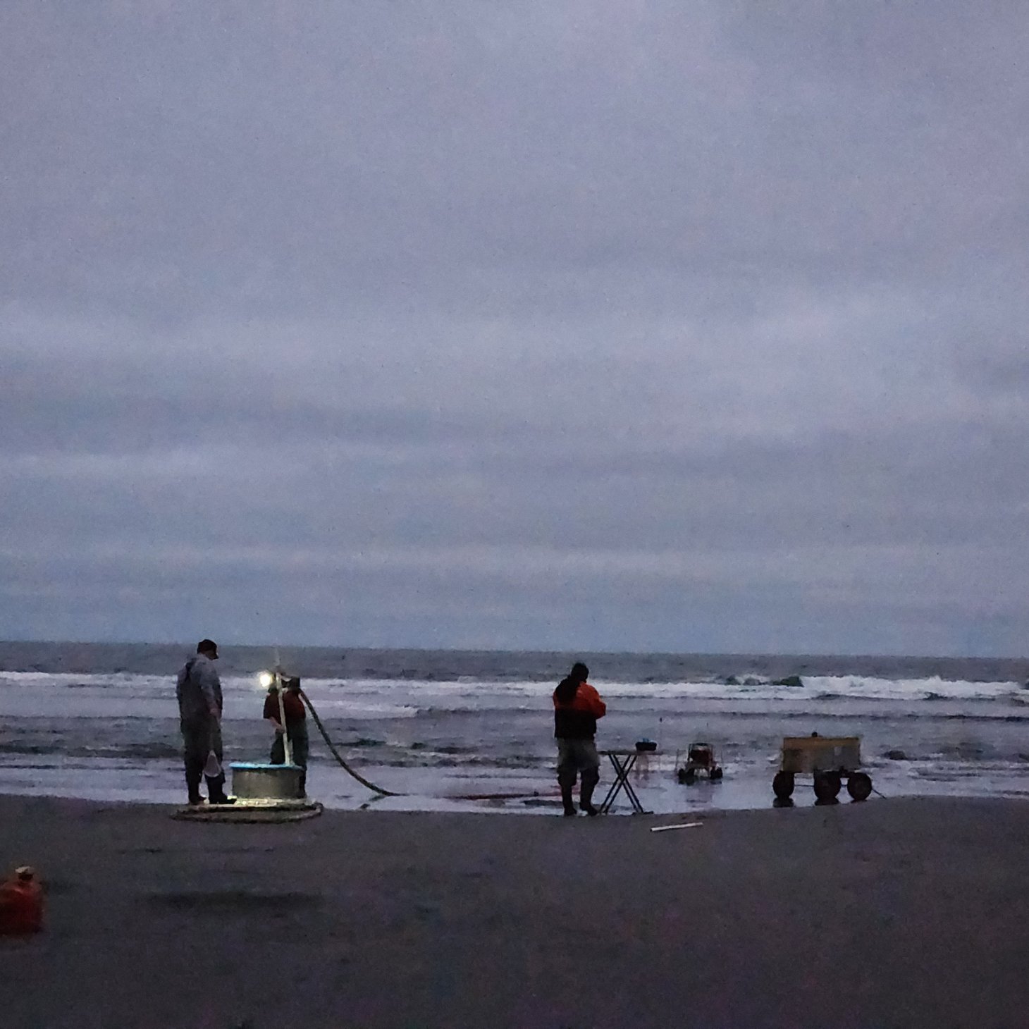 A team counting clams on the Oregon coast in the early morning dark.