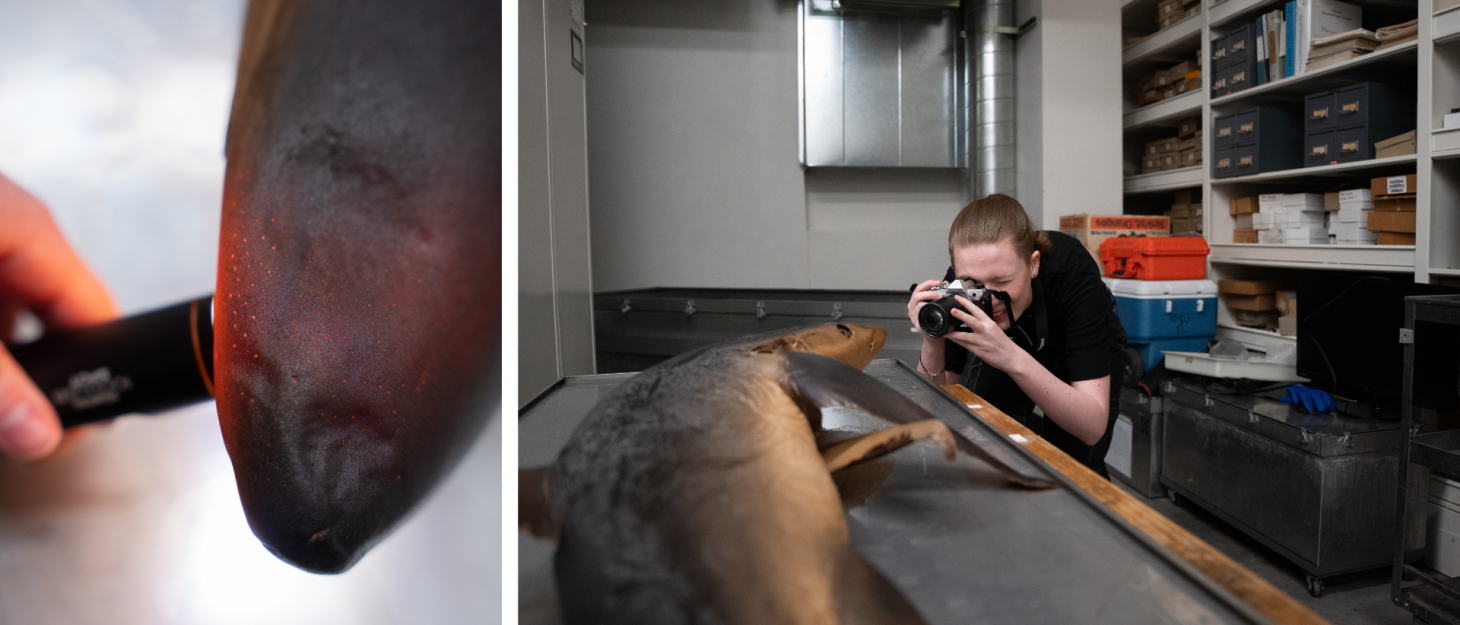 Tiny spots are revealed by shining an orange light against a shark in the Big Fish Lab. Natalie Donato stands with a DSLR camera to capture a photo of another shark on the lab table.