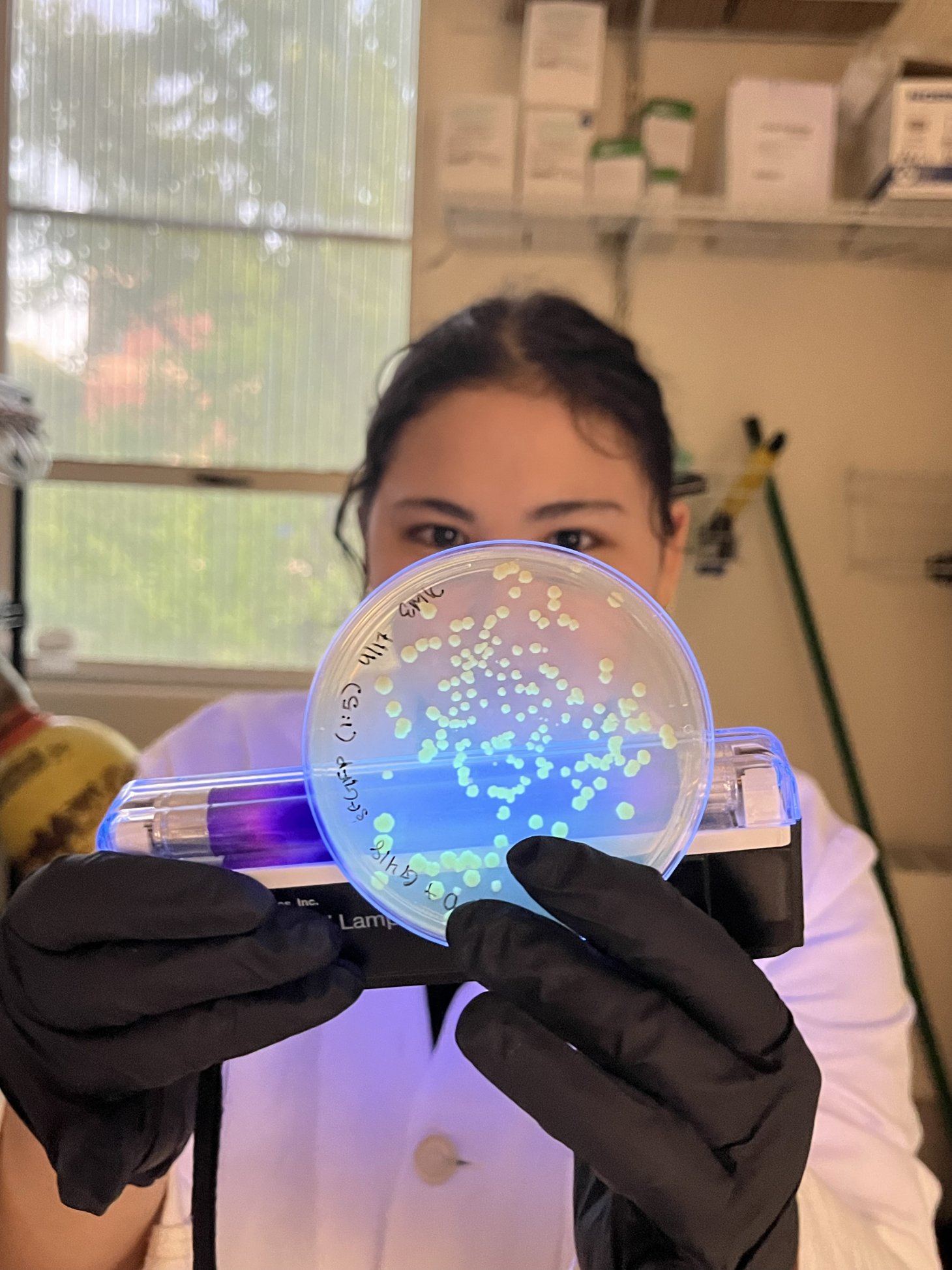 Kaneshiro shows green yeast in a petri dish using a backlight.